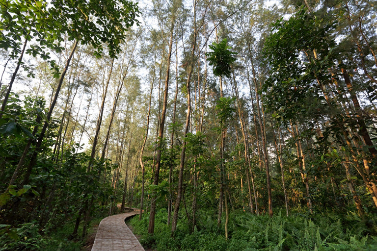 Coney Island: The Rustic Trail Run That Feels a World Away