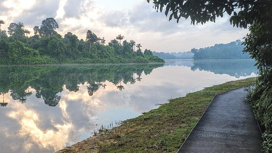 MacRitchie Reservoir: Singapore's Trail-Running Rite of Passage
